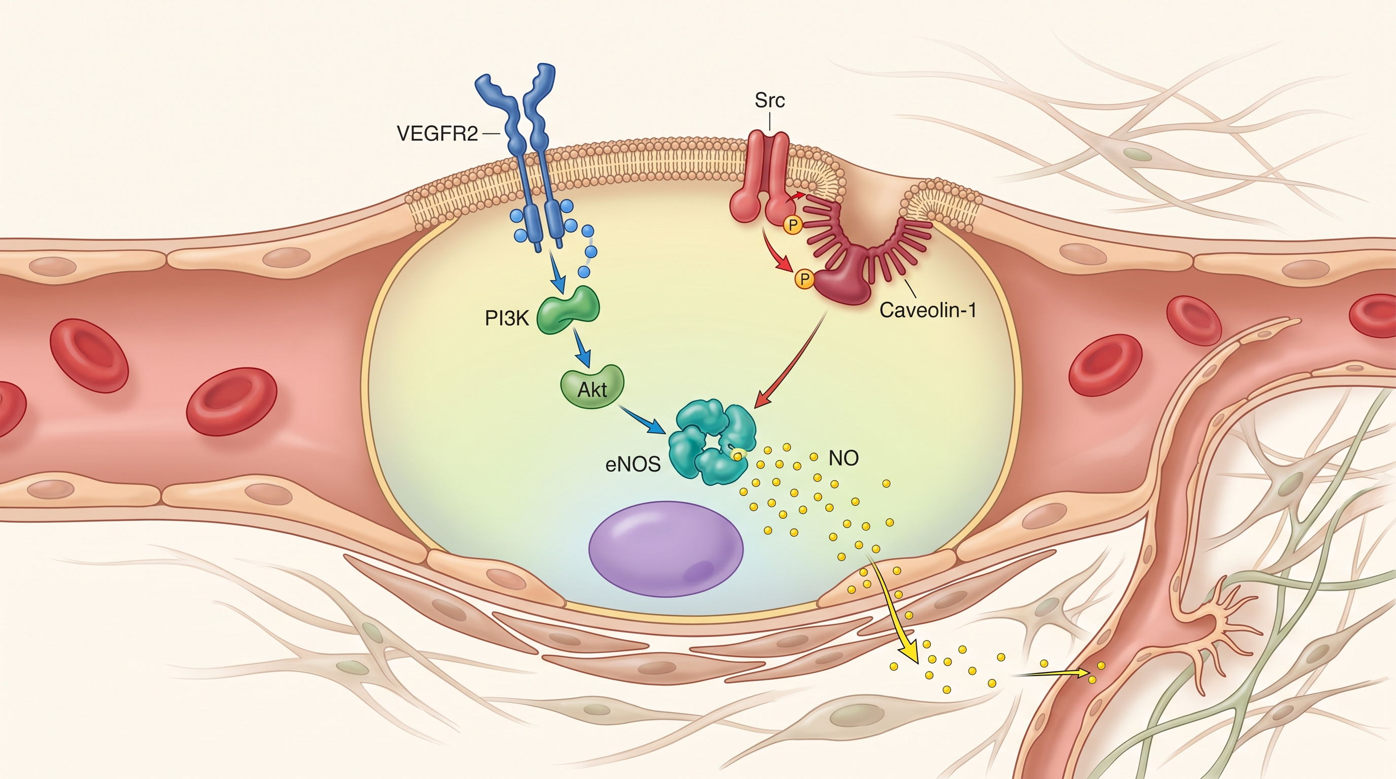 BPC-157 mechanism of action signaling pathways including VEGFR2-Akt-eNOS and Src-Caveolin-1-eNOS cascades