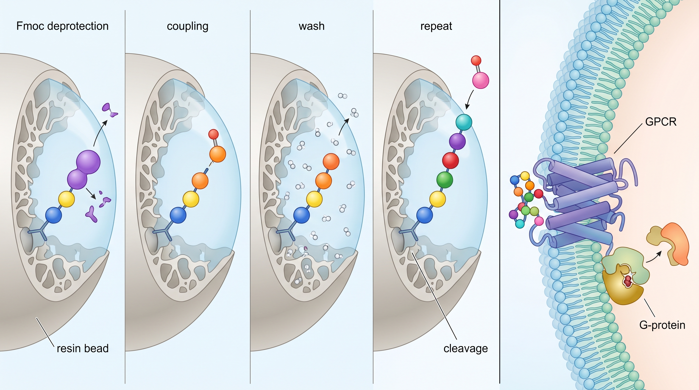 Peptide molecular structure and laboratory research mechanisms illustration