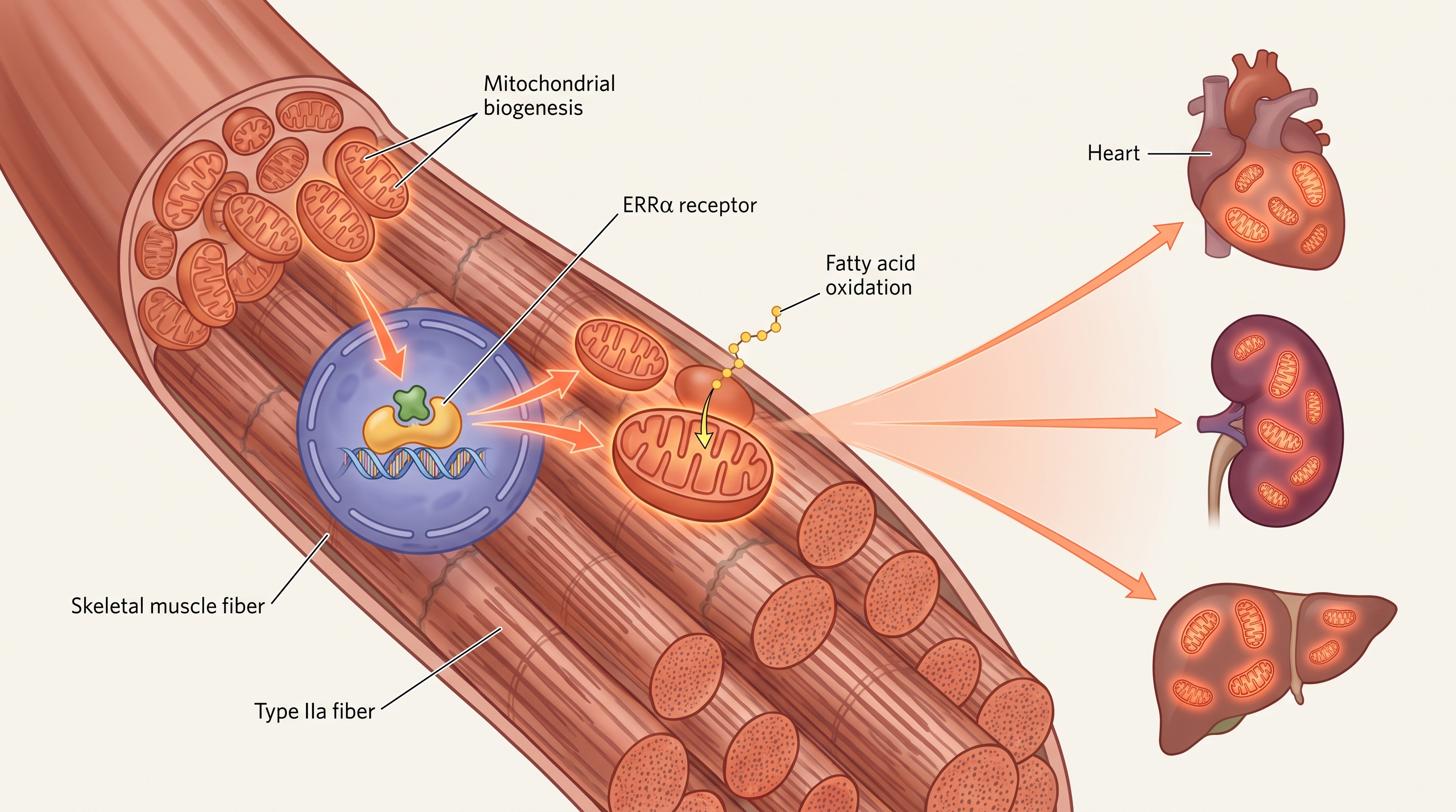 SLU-PP-332 molecular structure and ERR agonist mechanism for exercise mimetic and metabolic health research