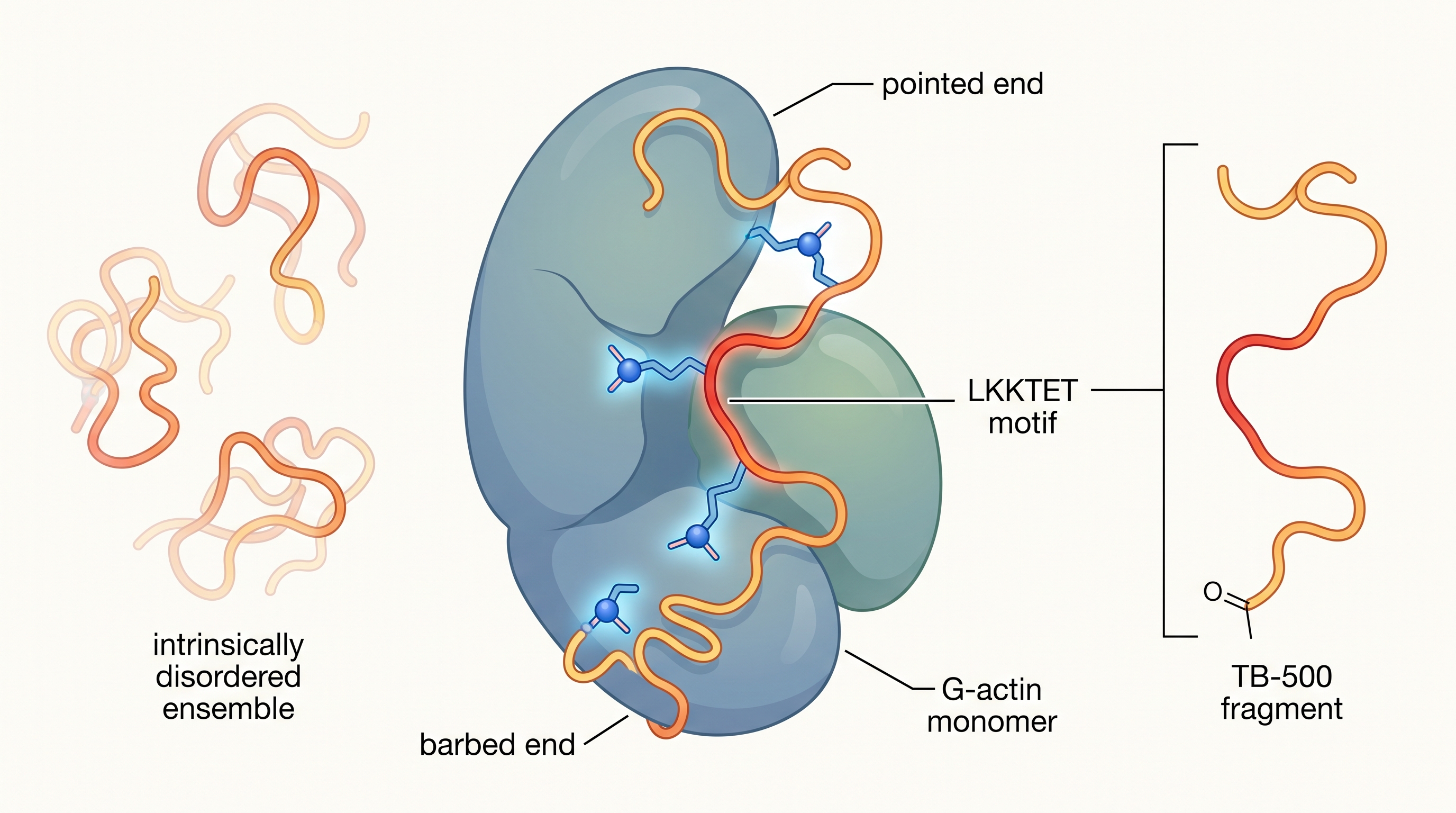 TB-500 molecular structure diagram showing amino acid sequence actin-binding domain and intrinsically disordered conformation