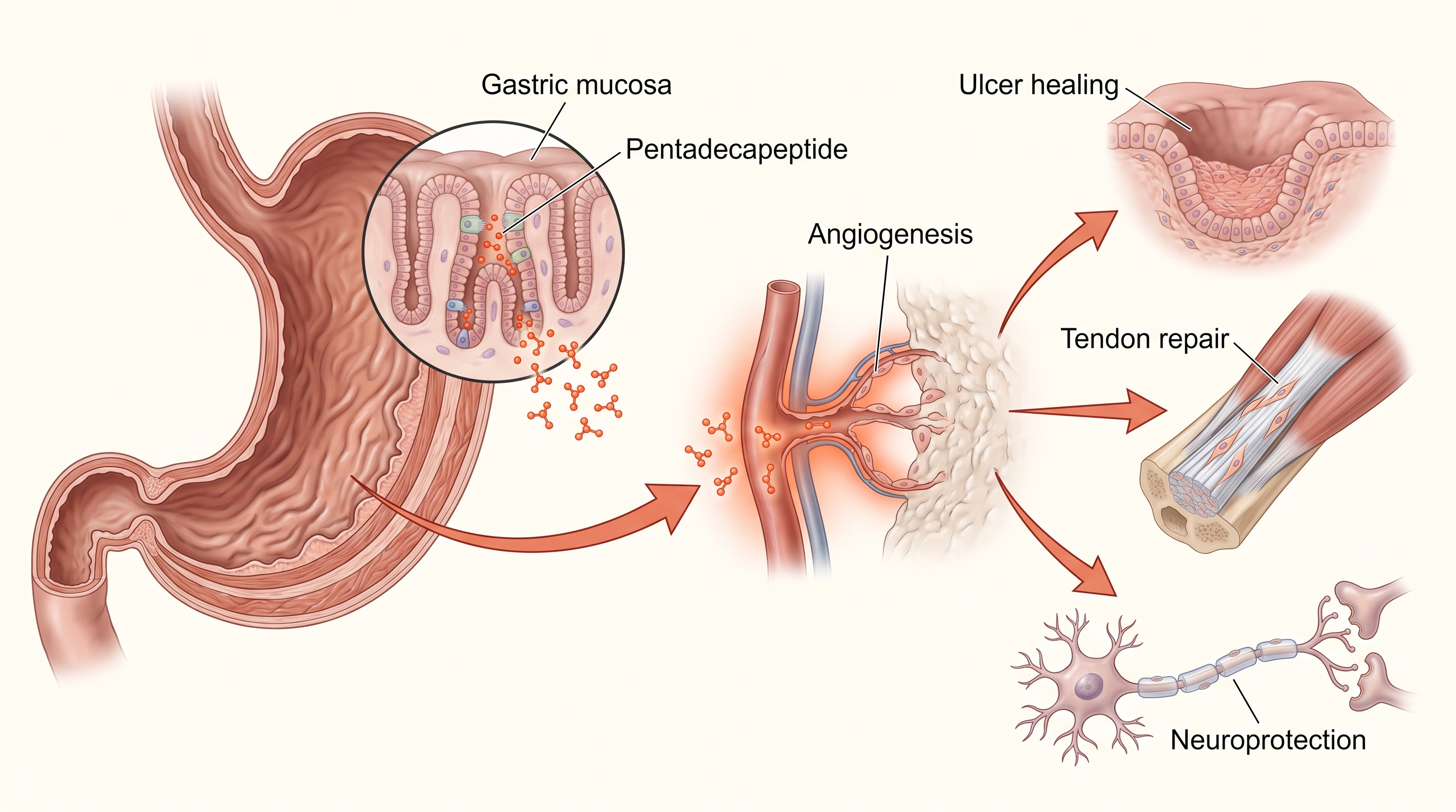 BPC-157 molecular structure and gastric pentadecapeptide overview for researchers