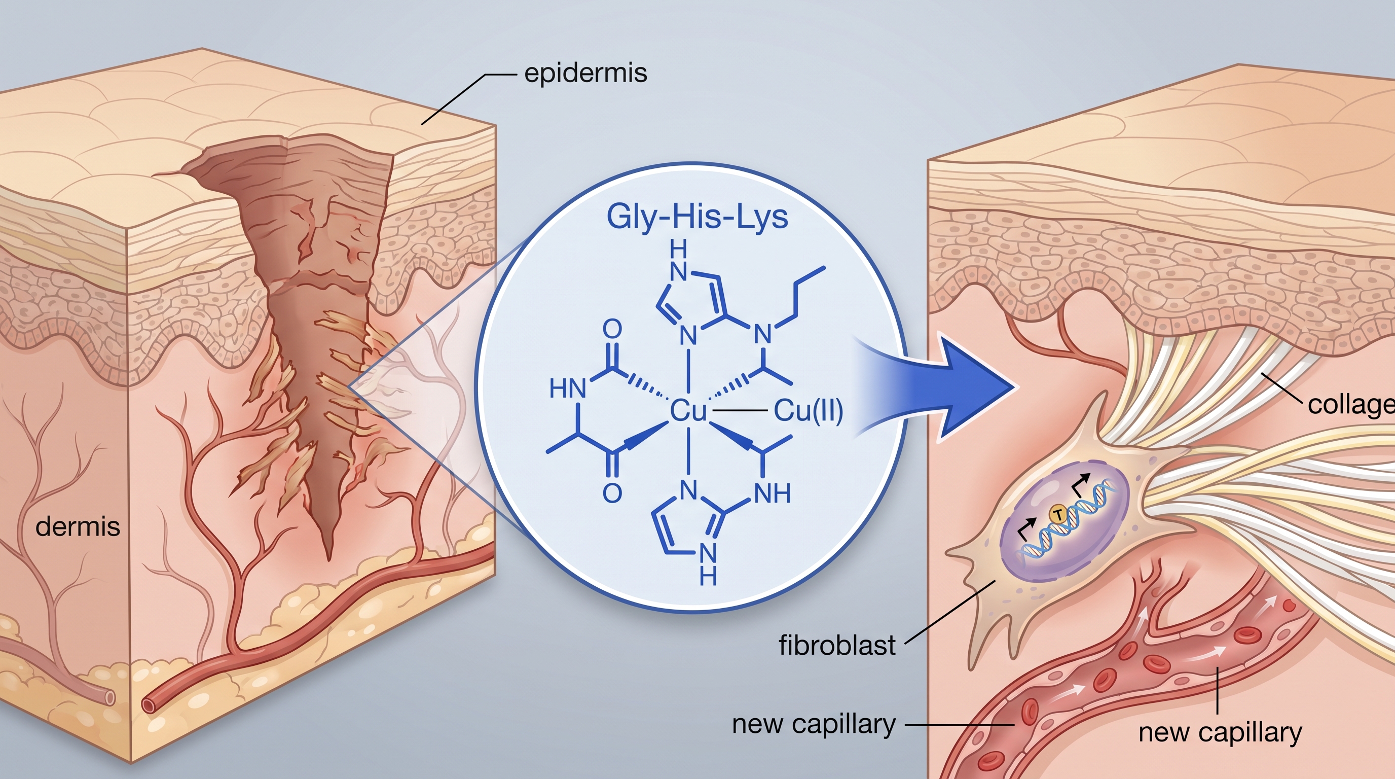 GHK-Cu copper tripeptide molecular overview and research applications
