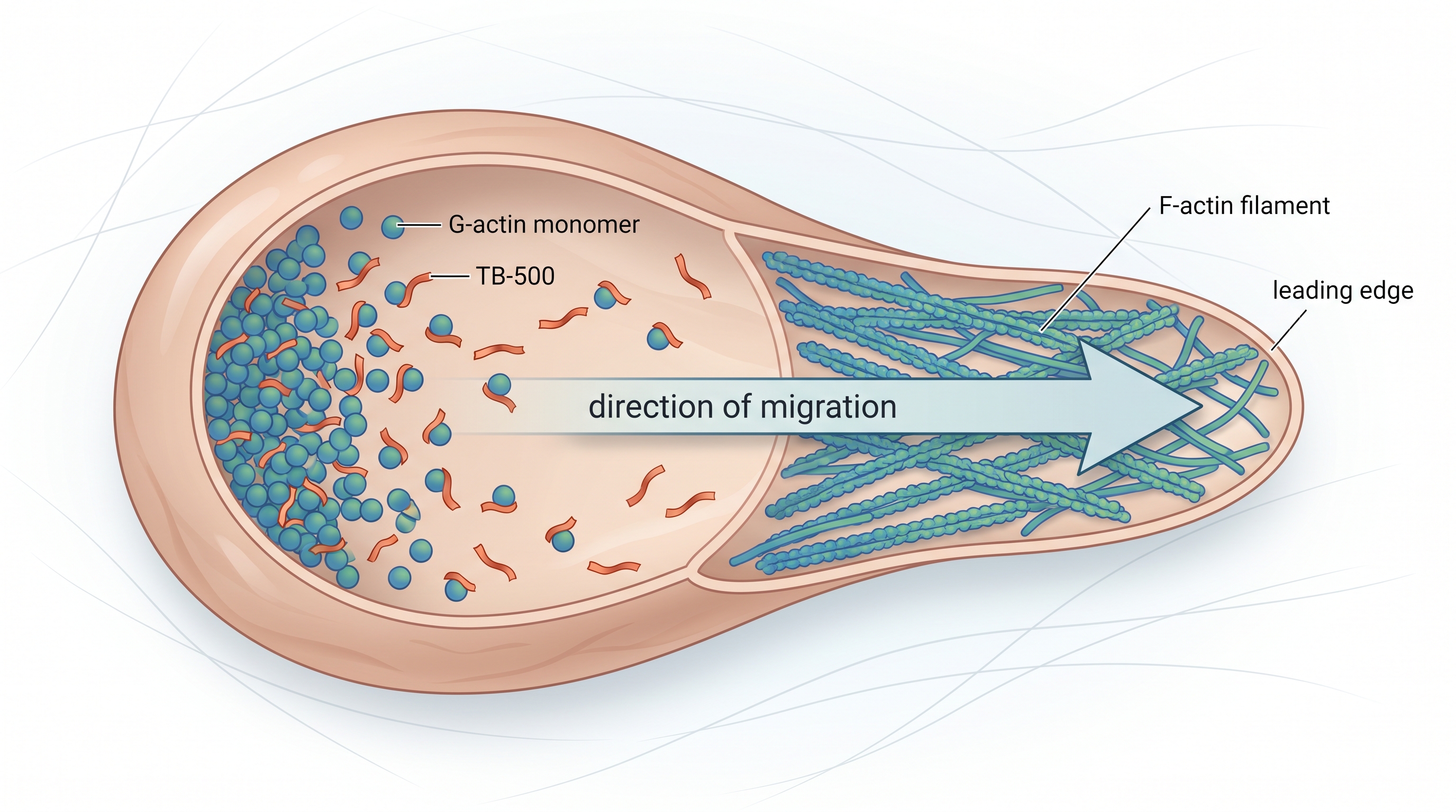 TB-500 molecular structure illustration showing thymosin beta-4 fragment and actin-binding domain interaction